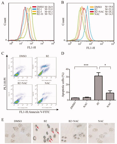Figure 5. B2 induced H460 cell apoptosis and pyroptosis through ROS up-regulation. (A) The generation of ROS was measured following increasing concentrations of B2 treatment. (B) H460 cells were pre-treated with NAC for 1 h before exposure to B2 (10 μM) for 9 h. The ROS generation was detected using flow cytometer. (C) Following the pre-treatment of H460 cells and NAC for 1 h, flow cytometer were performed to detect the reversal effect of NAC on cell apoptosis. (D) The proportion of cell apoptosis from (B) was calculated. *P < 0.05 versus B2 group; ***P < 0.001 versus control group. (E) H460 cells were treated with B2 for 28 h following pre-treatment of NAC for 1 h. The reversal effect of NAC on cell pyroptosis was detected.