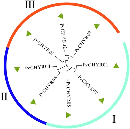 Figure 2. The evolutionary analysis of PvCHYRs. The arc shapes with different colors represent subgroups I, II, and III.