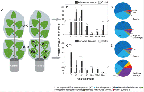 Figure 1. Emission of volatile compounds from herbivore-damaged and adjacent undamaged leaves of Populus nigra (black poplar) trees infested with blue willow beetles (Phratora vulgatissima). (A) The foliage of young trees of 20 different P. nigra genotypes was divided into basal and apical sections with PET film and 20 adult beetles were released on the basal foliage. A second set of PET film-divided trees was left as controls without beetles. After 41 h, volatiles were collected using a dynamic headspace collection system and analyzed by GC-MS/FID. (B), (C) Emission of major groups of volatiles was recorded from beetle-damaged and adjacent undamaged foliage in relation to controls- emission from corresponding regions of trees not subject to P. vulgatissima herbivory. Data are presented as mean ± SE, n = 20 (one representative of each of 20 genotypes). Asterisks indicate significant differences between beetle-infested tress and the controls: *, p< 0.05; ***, P < 0.001; Mann Whitney U-tests. (D), (E) Relative proportion of the major groups of volatiles presented with respect to the full P. nigra odor blend. A full list of all P. nigra volatiles detected is given in ref. 10.