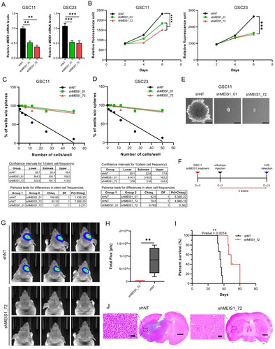 Figure 6. Suppressing MEIS1 inhibits the GSC proliferation in vitro and in vivo. RT-qPCR analysis of MEIS1 in GSC11 and GSC23 cells after shRNA knockdown. (B) Cell viability of GSC11 and GSC23 after MEIS1 shRNA knockdown. (C) Tumorsphere formation assay in GSC11 and GSC23 after MEIS1 shRNA knockdown. (D) Representative figure of shNT and shMEIS1_72 transduced GSC11 cells (Scale = 100μm). (E) In vivo orthotopic mouse model experimental schedule. (F-G) In vivo bioluminescent imaging of nude mice bearing intracranial tumors derived from shNT and shMEIS1_72 knockdown GSC11 cells. (H) Kaplan–Meier curves of nude mice bearing intracranial tumors derived from shNT and shMEIS1_72 knockdown GSC11 cells. (I) Representative H&E-stained brain sections from shNT and shMEIS1 mice groups (Scale = 100 μm).