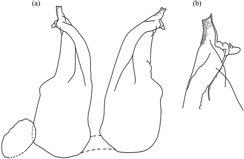 Figure 19. Hybleoniscus gen. nov. vallettai (Caruso, Citation1975) comb. nov. Male. (a) Exopodite and endopodites of the first pair of pleopods; (b) detail of the apex of the first pleopod endopodite (from Caruso Citation1975; permission to publish granted by Caruso).