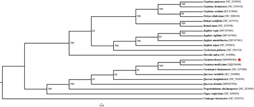 Figure 1. Bayesian inference (BI) phylogenetic tree based on 21 complete chloroplast genomes. Accession numbers of each genome show in figure. The Pentagram marks the newly sequenced C. henryi in this study.