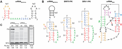 Figure 1. (A) Depiction of the secondary structure of xrRNABNYVV-fs, as determined in our previous study [Citation31], with some changes as described in the main text. Nucleotides are numbered from the first residue in the hp1 stem, and coloured according to the hypothesized position in the pseudoknot interaction, as depicted in (B). (B) Pseudoknot depictions of xrRNABNYVV-fs, the BWYV−1 PRF pseudoknot (BWYV-PK) (adapted from Su et al. [Citation32]), the SRV-1 -1 PRF pseudoknot (SRV-1-PK) [Citation38], and xrRNAZIKV (adapted from Dilweg et al. [Citation18]). Red arrows depict the nucleotide substitutions that cause loss of XR, which were used in the−1 PRF assay. (C) Autoradiogram from−1 PRF assay for determination of frameshifting efficiencies for xrRNABNYVV-fs and xrRNAZIKV (wt), and corresponding mutant constructs (mut), with SRV-1-PK as a positive control. Image was obtained from exposure of phosphoimager screen following SDS-PAGE analysis of RRL samples containing 35S-methionine- and cysteine-labelled translation products. Frameshifting efficiencies are calculated from the ratio of − 1 PRF (FS) and non-frameshifted (NFS) products, as explained in ‘Materials and methods’, and given here as the mean (± SD) percentage from three independent experiments. Constructs of xrRNABNYVV-fs tested here correspond with those given in Figure 4, and constructs of xrRNAZIKV correspond with the structure found in ZIKV isolate 15,555 (accession number MN025403) tested for XR in Dilweg et al. [Citation18].