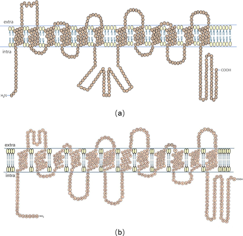 Figure 1 Prediction model of hMCT1 (a) and hMCT4 (b).