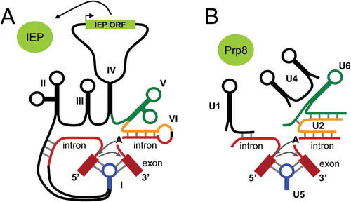 Figure 4. The special case of group II self-catalytic introns. (A) In prokaryotes, group II introns are composed of several domains that confer their self-catalytic activity. Domains I to VI are hypothesized to have evolved into separate activities in eukaryotes, namely snRNAs and the IEP homolog, PRP8 protein. (B)In eukaryotes, splicing of introns requires distinct effector RNAs. Grey arrows represent the 2 steps of the splicing reaction i.e. the nucleophilic attack of the branch point A and of the free 3ʹOH of the exon. 5ʹ and 3ʹ stand for 5ʹ- and 3ʹ-ends of exon; IEP, intron-encoded proteins; ORF, open reading frame. Adapted from Vosseberg [Citation127]