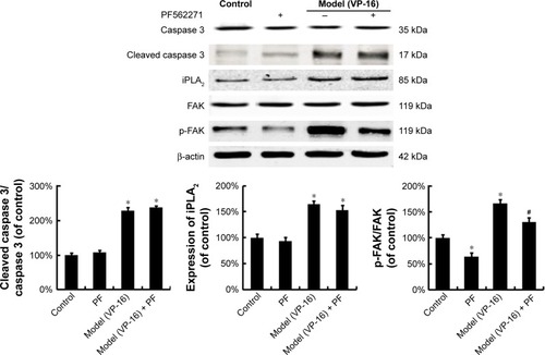 Figure 6 The influence of the FAK inhibitor PF562271 on the expression of FAK, p-FAK, caspase 3, and iPLA2.