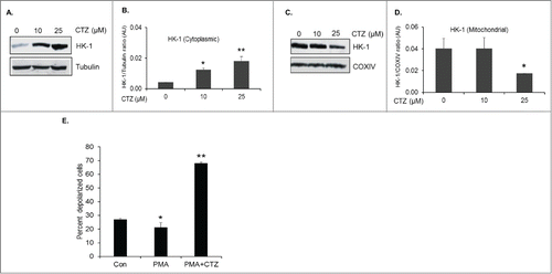 Figure 3. Dissociation of mitochondria bound HK-1 by Clotrimazole leads to mitochondrial depolarization. (A) Representative Western blot of HK-1 and α-tubulin levels in the cytoplasmic fraction of PMA differentiated U1 cells treated with 10 and 25 μM of CTZ. (B) Densitometric analysis of HK-1 levels in the cytoplasmic fraction normalized to α-tubulin levels, shown as HK-1/Tubulin ratio on the y-axis in arbitrary unit (AU). *, ** indicate p values <0.03 and <0.02, respectively in comparison to no treatment with CTZ. (C) Representative Western blot of HK-1 and COXIV levels in the mitochondrial fraction of PMA differentiated U1 cells treated with 10 and 25 μM of CTZ. (D) Densitometric analysis of HK-1 levels in the mitochondrial fraction normalized to COXIV levels, shown as HK-1/COXIV ratio on the y-axis in arbitrary unit (AU). * indicates p value <0.02 in comparison to no treatment with CTZ. (E) Assessment of changes in mitochondrial membrane potential in response to CTZ. Mitochondrial depolarization was assessed using membrane permeable dye, JC-1 in uninduced U1 cells (control), PMA differentiated U1 cells (PMA), and PMA differentiated U1 cells treated with 25 μM CTZ (PMA+25 μM CTZ). A 5% decrease in depolarized cells in PMA alone treated cells in comparison to control cells * indicates p value <0.05 Significant increase in percentage of depolarized cells was observed in PMA+ 25 μM CTZ treated cells in comparison to PMA alone treated cells. ** indicates p value <0.01.