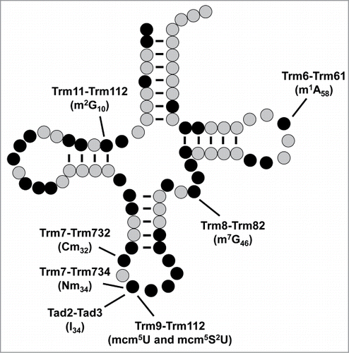 Figure 1. S. cerevisiae tRNA modifications formed by 2-subunit enzymes are located throughout the tRNA. Cloverleaf schematic depicting tRNA residues known to be modified (black) in S. cerevisiae, and those that are not modified (gray). Modifications (in brackets) formed by 2-subunit enzymes are labeled.