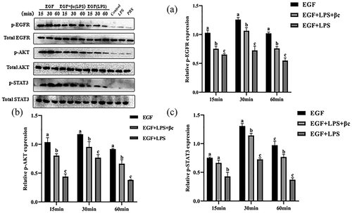Figure 6. EGF induces phosphorylation of EGFR, AKT and STAT3 (time-dependent assay) in IEC6 cells.