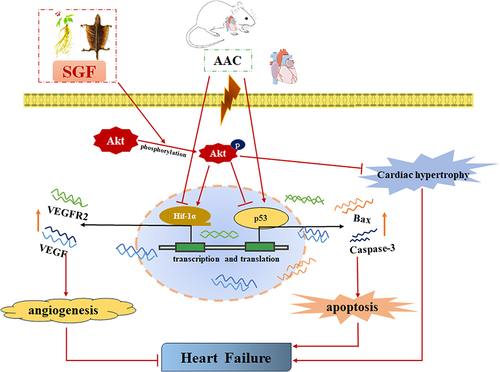 Figure 7 Mechanistic diagram of SGF in preserving cardiac function against AAC-induced heart failure. SGF, Shen’ge formula; AAC, abdominal aortic constriction.