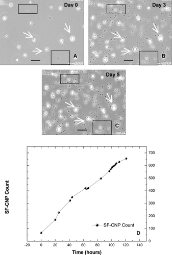 Figure 4 Time-lapse imaging and plot of SF-CNP from Day 0 to Day 5 using Nikon’s BioStation IM. Only a few intermediate images of SF-CNP on Days 0, 3, and 5 at 40X magnification are shown. The white arrows mark some large SF-CNP on the same spot throughout the experiment. Note the small SF-CNP within the square blocks showing an increase in size and number over time. A graph of SF-CNP count against time in hours shows a linear increase in the SF-CNP number. The images and graph together imply an increase in size and number of SF-CNP over a period of 5 days. Bars: (A), (B), and (C) = 15 μm.Abbreviation: SF-CNP, serum-free calcifying nanoparticles.