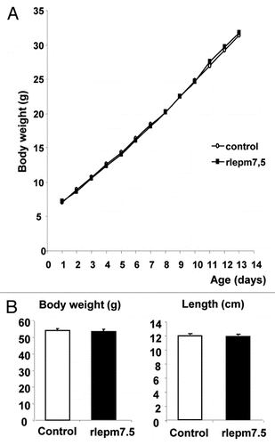 Figure 1 Effect of neonatal treatment on general growth from birth to day 14 and on day 22. (A) Body weight curves of control and leptin antagonist-treated animals from d1 to d14. (B) The body weight (g) and length (cm) of control and leptin antagonist-treated animals at d22. Values represent the mean ± SEM, n = 8 per group.