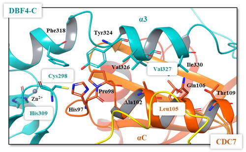 Figure 5. Details of the interface between the DBF4 motif C (green) and the αC helix of CDC7 N lobe (orange). Most important residues are represented in colours.