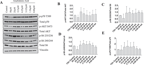 Figure 6. AA does not impair the protein kinase B/AKT pathway in differentiating human skeletal myotubes. Various concentrations of AA were used to treat human skeletal myotubes for 72 hours. (A) Representative western blots are shown. Densitometric quantification was used and proteins were normalized to their respective totals for (B) p-AKT, (C) p-S6 235, (D) p-S6 240, and (E) p-p70 T389. Data are expressed as mean ± SEM and represent four independent experiments (***p < 0.001; **p < 0.01 *p < 0.05).
