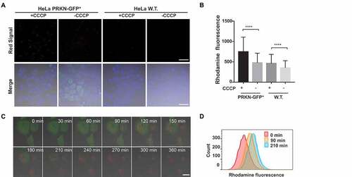 Figure 6. Real time imaging of mitophagy in PRKN-expressing cells by IMCLAM. (A/B) Enforced mitophagy in PRKN-GFP+ cells induced by CCCP. HeLa cells and PRKN-GFP+ HeLa cells were independently incubated with AzProRed-ΔΨm (2 μM) in DMEM for 1.5 h and then washed with PBS three times. The cells were further incubated with DBCOBlue-ΔΨm (3 μM) in DMEM for 1 h. These IMCLAM+ cells were washed with PBS three times and then incubated with CCCP (10 μM) in DMEM for 6 h. These cells were analyzed without washing by confocal microscopy (A) or flow cytometry (B), mean ± SD, n = 8000. ****, P < 0.0001 (t test). (C/D) Real-time imaging of mitophagy in PRKN-GFP+ HeLa cells induced by CCCP. The aforementioned IMCLAM+ cells were washed with PBS three times and then cultured in DMEM containing CCCP (10 μM) for varied periods of time. The cells were analyzed without washing by confocal microscopy (C) or flow cytometry (D) at indicated time points. Flow cytometric assays were performed using λex = 565 nm and λem = 590–620 nm for rhodamine fluorescence. Scale bars: 10 μm