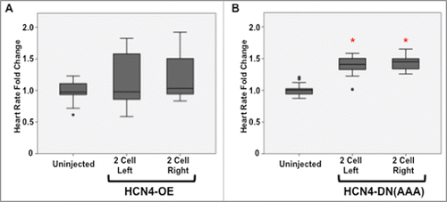 Figure 5. Injection of HCN4-DN(AAA) results in altered cardiac function. (A) Injecting wild-type HCN4 (HCN4-OE) into 2-cell embryos did not significantly alter heart rate. (B) Inhibiting HCN4 ion channel function (HCN4-DN[AAA]) resulted in significantly higher heart rates in all injection conditions (Welch's test, *p < 0.05). Dots represent outlier individuals who were greater or less than 1.5 times the upper and lower quartiles respectively. n = 30 embryos per condition across 3 biological replicates.