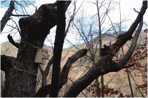 Figure 2. An artificial nest box installed on the tree trunk on the left and a trail camera installed on the right branch facing the artificial nest to monitor the species visiting the nest.