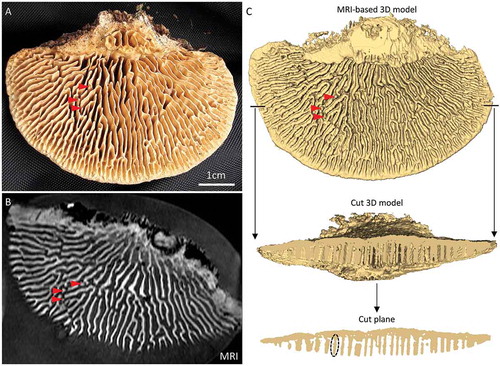 Figure 3. Vertical configuration of the hymenophore of oak mazegill. A. Hymenophore surface of specimen Hk115825. B. One image of the MRI-generated series of 64 images in the horizontal plane. Notice that the spatial resolution is sufficient to detect small macroscopic features such as 3 pillars (red arrowheads; compare A and B). C. The MRI-based 3D model corresponds well to the physical specimen, since it shows, for example, the 3 pillars (red arrowheads; compare A and C). It can be seen that there are few structures that traverse the pore space. In the cut plane, most tubes appear as pillars (an example is indicated by the dashed oval). Consequently, the relation between tubes is approximately the same at any depth of the hymenophore