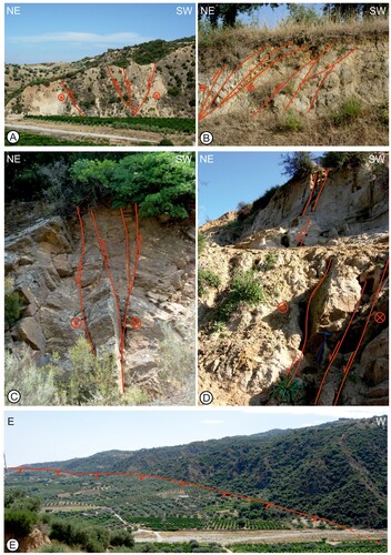 Figure 3. (A) Panoramic view of a flower structure bordered by left-lateral strike-slip faults with inverse component (Corigliano-Rossano town); B) Thrust ramps NNW-SSE trending, with left component, involving the Palaeozoic crystalline-metamorphic bedrock and soil horizons (Corigliano-Rossano town); C) Flower structure crossing the crystalline-metamorphic bedrock; D) Normal fault with left-lateral component affecting the Miocene pre-evaporitic deposits (Cariati town); E) Panoramic view of the fault scarp with triangular facets of a left normal-transcurrent structure WNW-ESE trending (Corigliano-Rossano town).