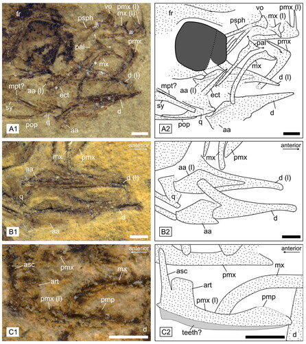 Figure 5. Details of skull and lower jaw of †Simpsonigobius nerimanae gen. et sp. nov. (photos and interpretative drawings). A1, 2, paratype BSPG 1980X1019 showing palatopterygoquadrate complex and weakly ‘T’-shaped palatine (pal, arrows indicate ethmoid and maxillary processes). B1, 2, paratype BSPG 1980X992a exhibiting left and right dentary (d) and angulo-articular (aa). C1, 2, paratype BSPG 1980X1022 displaying premaxilla with well-preserved ascending (asc) and articular (art) processes, partly preserved postmaxillary process (pmp) and remains of teeth. Abbreviations: aa, angulo-articular; art, articular process; asc, ascending process; d, dentary; ect, ectopterygoid; fr, frontal bones; mpt, metapterygoid; mx, maxilla; pal, palatine; pmp, postmaxillary process; pmx, premaxilla; pop, preopercle; psph, parasphenoid; q, quadrate; sy, symplectic; vo, vomer. Left bones are indicated with ‘(l)’; all scale bars = 0.5 mm.