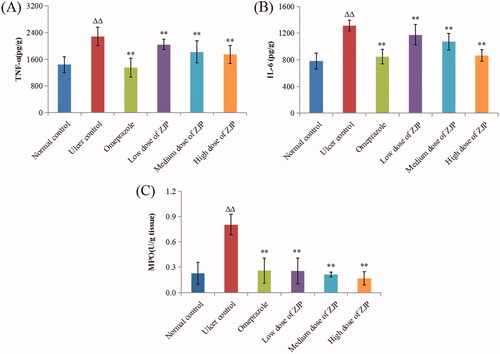 Figure 12. Effect of ZJP on the level of (A) TNF-α, (B) IL-6 and (C) MPO in the gastric tissue of different treated groups. Δ: comparing with the normal control group, *: comparing with the ulcer control group.