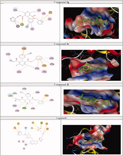 Figure 11. The 2D and 3D docking poses of compounds 1g, 2e, 2l and lapatinib interactions with EGFR (PDB ID: 1M17).