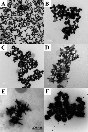 Figure 2. Transmission electron microscopy images of gold nanostructures synthesized through 1 h of plasmon-mediation under 505 nm light at various concentrations of Triton X-100, (A) 4 mm, (B) 8 mm, (C) 16 mm, (D) 24 mm, (E) 36 mm, (F) 48 mm in a 5 mL growth solution containing 0.2 nm Au nanocube seeds, 0.5 mm HAuCl4, 2.44 mm L-pyroglutamic acid, 0.5 mL methanol, and 1.28 µm AgNO3.