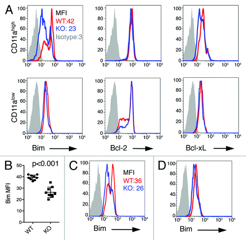 Figure 6. Lower Bim levels in antigen-primed CD8+ T cells in B7-H1-deficient mice. (A) Flow cytometry assay of the intracellular expression of Bim, Bcl-2 and Bcl-xL in gated CD11ahigh CD8+ T cells in the spleen of WT (red) and B7-H1-deficient (blue) mice on day 7 after immunization. Numbers are mean fluorescence intensity (MFI) of Bim expression. (B) Graph shows average MFI of Bim expressed by CD11ahigh CD8+ T cells (mean ± SD, n = 9). (C) Intracellular expression of Bim in CD11ahigh CD8+ T cells in the liver of immunized mice. Numbers are MFI. (D) Bim expression in total CD8+ T cells in the spleen of naive WT (red) and B7-H1-deficient (blue) mice. One of three experiments is shown.