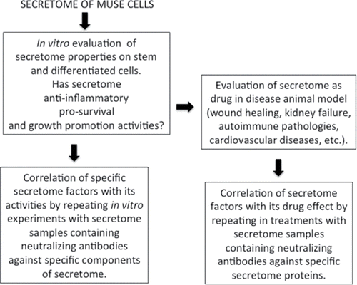 Figure 4. Experimental plan. Suggested experimental plan to identify the role of specific factors present in cells' secretome.