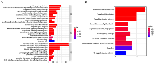 Figure 4 Enrichment analysis of genes in the brown module. (A) GO enrichment analysis of genes in the brown module. (B) KEGG enrichment analysis of genes in the brown module.