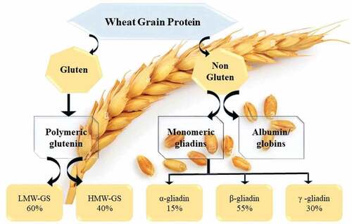 Figure 1. Classification of wheat proteins.