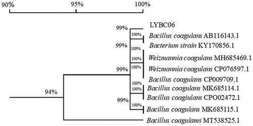 Figure 2. Homologous evolutionary tree of LYBC06 strain based on 16S rDNA gene sequence. Note: The sequence homology between LYBC06 strain and the strain with downloaded sequence information was more than 94%, so the strain LYBC06 was identified as Bacillus coagulans.