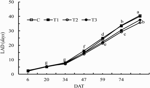 Figure 3. Interaction (treatments × timing) effects on accumulated leaf area duration (LAD, days) in C, T1, T2 and T3 treatments. Values indicated with different letters are significantly different at p < .05. For abbreviations for treatments see Figure 1. DAT means days after thinning.