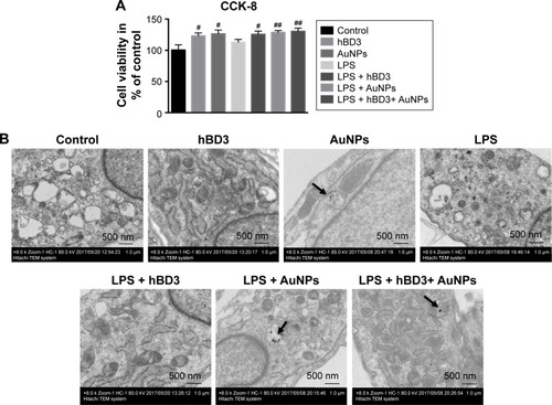 Figure 2 Effects of hBD3-combined AuNPs on cell viability of hPDLCs and cellular uptake of AuNPs in inflammatory microenvironments.Notes: hPDLCs were treated with hBD3 (5 μg/mL), AuNPs (45 nm, 10 μM), and E. coli-LPS (1 μg/mL). (A) The biocompatibility of hPDLCs measured by CCK-8 on day 7. (B) TEM images of uptake of AuNPs on day 7. Arrows indicate internalized AuNPs. #P<0.05 and ##P<0.01 compared with the control group.Abbreviations: AuNPs, gold nanoparticles; CCK-8, cell counting kit-8; E. coli, Escherichia coli; hBD3, human β-defensin 3; hPDLCs, human periodontal ligament cells; LPS, lipopolysaccharides; TEM, transmission electron microscopy.