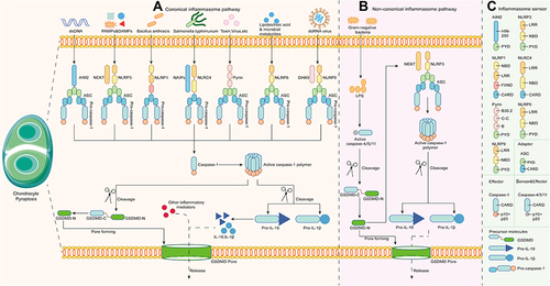 Figure 1 Molecular mechanisms of pyroptosis. (A) The canonical inflammasome pathway. (B) The noncanonical inflammasome pathway. (C) The components of inflammasome sensors, adaptors, effectors, and inflammatory precursor molecules in pyroptosis.