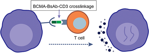 Figure 3 Bispecific antibody forms cross linkage with CD3 in T cell and BCMA receptor in myeloma cell that leads to activation of CD4+/CD8+ T-cell and release of cytotoxic cytokines ultimately causing myeloma cell death.