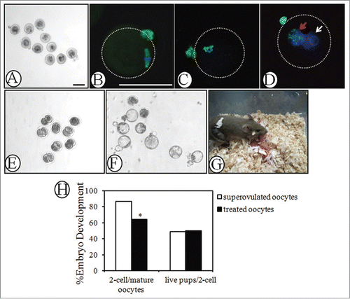 Figure 3. Evaluation of oocyte quality by immunofluorescence, in vitro fertilization and early embryonic development. Day 3 ovaries were treated with PA (200 μM) and PRO (50 μM) for 24 h and transplanted into the kidney capsules of recipient mice for 18 days. Mature MII oocytes were retrieved 12 h later, after a single injection of hCG into recipient mice. (A) MII oocytes punctured from the transplanted ovaries. (B) Immunofluorescence of β-tubulin on spindle and first polar body of MII oocytes. Green, β-tubulin; blue, DNA. (C) and (D) Immunofluorescence of 5mC on (C) chromosomes of mature MII oocyte and (D) pronuclear of zygote. Zygotes with 2 pronucli were obtained 10h after in vitro fertilization. Red arrow, maternal pronuclear; white arrow, paternal pronuclear. Green, 5mC; Blue, DNA. (E) and (F) Early embryonic development of retrieved oocytes after in vitro fertilization. Representative figures for embryos reaching (E) 2-cell (24 h) and (F) blastocyst (96 h) stages. (G) Healthy pups with a host mother following 2-cell embryonic transfer. Mature MII oocytes retrieved from activated follicles were in vitro fertilized with donor sperm of the same strain and obtained 2-cell embryos were transferred into pseudopregnant ICR mice to establish pregnancy. (H) Efficiency of embryonic development. IVF rate (2-cell/mature oocytes) and successful 2-cell embryo transfer rate (live pups/2-cell) of mature oocytes retrieved from transplanted grafts were compared with those of mature oocytes from super-ovulated mice. *, P < 0.05 vs. superovulated oocytes. All bars = 100 μm.