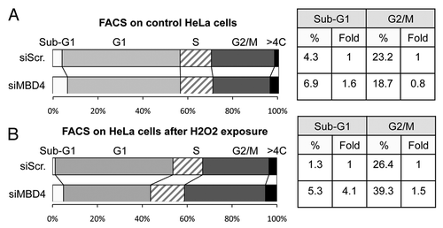Figure 4. MBD4 depletion and H2O2 treatment induce G2/M accumulation and cell death in HeLa cells. (A) Cell cycle analysis of HeLa cells treated with siRNA against MBD4 (#23), or a control siRNA (siScr). After 24 h, 20 thousand cells per sample were analyzed by FACS. (B) Cell cycle analysis of HeLa cells treated with siRNA against MBD4 (#23), or a control siRNA (siScr), and then treated with 200µM H2O2. After 24 h, 20 thousand cells per sample were analyzed by FACS.