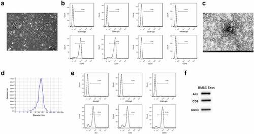 Figure 1. Exosomes isolation from BMSCs. (a) The morphology of BMSCs after subculture. Bar = 200 μm. (b) CD44, CD90 positive cells and CD34 and CD45 negative cells detected by flow cytometry. (c) Exosomes isolated from BMSCs detected by TEM. Bar = 150 nm. (d) Particle diameter of exosomes isolated from BMSCs detected by NTA analysis. (e) Flow cytometry analysis for Alix, CD9 and CD63 in the isolated exosomes of BMSCs. (f) Western blotting results for Alix, CD9 and CD63 in the isolated exosomes of BMSCs.