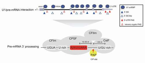 Figure 2. U1 snRNP inhibits cryptic PAS processing. U1 snRNP associates with pre-mRNA at many 5ʹ-SS or 5ʹ-SS like sites through its free U1 snRNA 5ʹ-end, which may inhibit the 3ʹ-end processing of downstream PAS and prevent PCPA. In addition to canonical PASs at 3ʹ-UTR, pre-mRNAs harbour many intronic cryptic PASs. Based on current knowledge, mRNA 3ʹ-end processing is carried out within mRNA 3ʹ-end processing complex, which includes trans-acting 3ʹ processing factors and core PAS cis-elements. It is generally believed that 3ʹ-UTR canonical PASs and intronic cryptic PASs share similar core cis-elements (AAUAAA motif, U/GU-rich sequences etc.), and the specific protein–RNA interactions within the 3ʹ processing complex are crucial for this process. (CPSF: cleavage and polyadenylation specificity factor; CstF: cleavage stimulation factor; CFIm: cleavage factor Im; CFIIm: cleavage factor IIm; PAP: poly(A) polymerase)