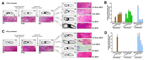 Figure 9 WiNeWsE attenuates viral S-protein induced inflammation in zebrafish swim bladder.