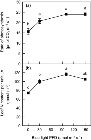 Figure 2  The relationship between (a) the light-saturated rate of photosynthesis per unit leaf area (LA) and (b) leaf N content per unit LA as functions of blue-light photon flux density in spinach leaves. Gas-exchange measurements were made at a photosynthetic photon flux density of 1,800 µmol m−2 s−1, an ambient CO2 partial pressure of 36 Pa, a leaf temperature of 25°C and a leaf-to-air vapor pressure deficit of 1.1 ± 0.1 kPa. Light for measurements was provided from a white halogen lamp. Error bars represent standard error (n ≥ 4). Means with different letters are significantly different using Tukey's honestly significant difference test (P < 0.05).