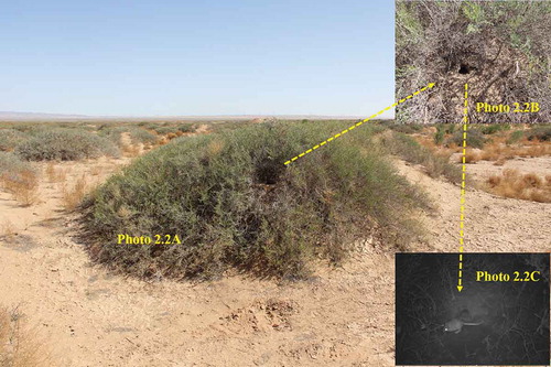 Figure 7. Nitraria tangutorum nebkhas are ideal habitats for Rhombomys opimus at the edge of Sandy Desert in the Hexi corridor. (Photo 2.2A, N. tangutorum nebkha; Photo 2.2B, R. opimus burrow; Photo 2.2 C, R. opimus prowls close to its burrow at night). Photo by Weicheng Luo