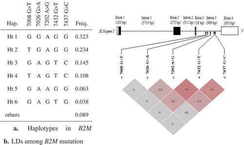 Figure 2. Gene haplotype and LD coefficients in B2M. (a) Haplotypes of B2M. Haplotypes with frequency >0.03 are presented. Others contain rare haplotypes. (b) LD parameters (including D′ and r2) among B2M mutations. The numbers are r2 value (%).Figura 2. Haplotipo de gen y coeficientes LD en B2M. (a) Haplotipos de B2M. Se presentan los haplotipos con una frecuencia >0,03. Los otros contienen haplotipos escasos. (b) Parámetros LD (incluyendo D’ y r2) entre mutaciones del B2M. Los números corresponden a valores r2 (%).