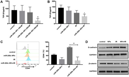 Figure 4 MiR-200c NPs and radiotherapy regulated EMT-related pathways. (A and B) The level of TGF-β1 in the cell culture supernatant was assessed after different treatments. (C) The CD44 expression was detected by flow cytometry. (D) The β-catenin and E-cadherin levels of AGS cells after different treatments (control, miR-200c NPs 200nM, 10Gy IR, miR-200c NPs 200nM + 10Gy IR) were analyzed by Western blot. (*P < 0.1, **P < 0.01).