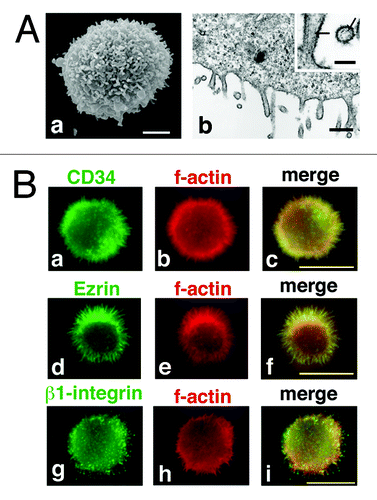 Figure 5. CD34 is localized at microvilli in KG-1 cells. (A) Electron microscopy of KG-1 cells. Scanning electron micrograph (a) and ultrathin section electron micrograph (b) of KG-1 cells. KG-1 cells were covered with numerous microvilli. Arrows indicate parallel filamentous actin. Scale bars: 2 µm (a), 500 nm (b), and 125 nm (inset). (B) Subcellular localization of CD34 in KG-1 cells. KG-1 cells were double stained with anti-CD34 (a), anti-ezrin (d), or anti-β1-integrin antibody (g) and phalloidin (b, e, and h). Merged images (c, f, and i). Scale bars: 10 µm.