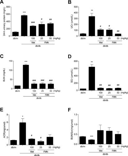 Figure 3 Effect of FMN on 24hUP (A), UCr (B), BUN (C), SCr (D), ACR (E), and BUN/SCr (F) in db/db mice. Data were expressed as Mean±SEM (n=6). ***P<0.001, **P<0.01, *P<0.05 vs db/+ mice; ###P<0.001, ##P<0.01, #P<0.05 vs non-treated db/db mice.