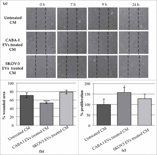 Figure 8. Effects of the CM NHDF, CM NHDFCI and CM NHDFSK on motility and proliferation of neighbouring HUVEC cells. (a): The scratch area was monitored at multiple times over a 24 hours-period. Images of the most significant time intervals (beginning point = 0 hour, 7 hours later, 9 hours later and 24 hours) were captured. Dotted lines represent the size of original scratch. (b): Graph showing the % of wound area of the scratch at 24 hours after the creation of the scratch (0 h) (original wounded area was set, for each condition, as 100%). The percentages of the scratch area were calculated as mean±SD of three independent experiments (**p < 0,01). (c): The proliferation was measured and expressed as percentage of proliferating HUVECs. The value 100% proliferation was assigned to CM NHDF-treated HUVEC (*p < 0,05).