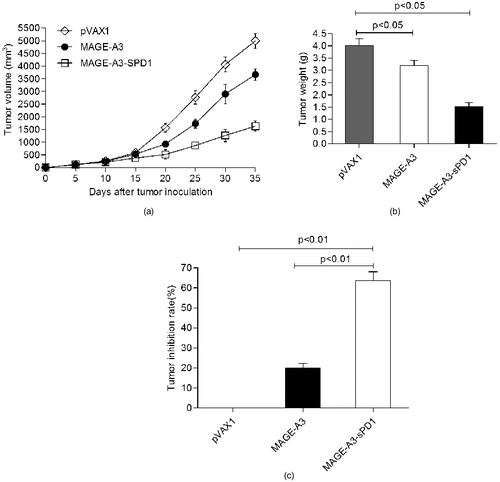 Figure 3. sPD1-based DNA vaccination–induced antigen-specific immunity confers protection against tumour challenge. Growth curve of LLC-MAGE-A3 tumour (A); mean tumour weight (B); tumour inhibition rate (C).