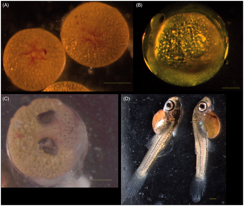 Figure 1. Normal embryos of guppies of control group. (A) Blastodisc stage, blastodisc and blood vessels were visible. (B) Optic cup stage. (C) Middle-eyed stage. (D) Mature embryo stage. Bar =500 μm/r/n.